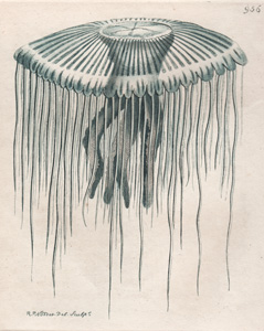The Pellucid Medusa [Jellyfish]